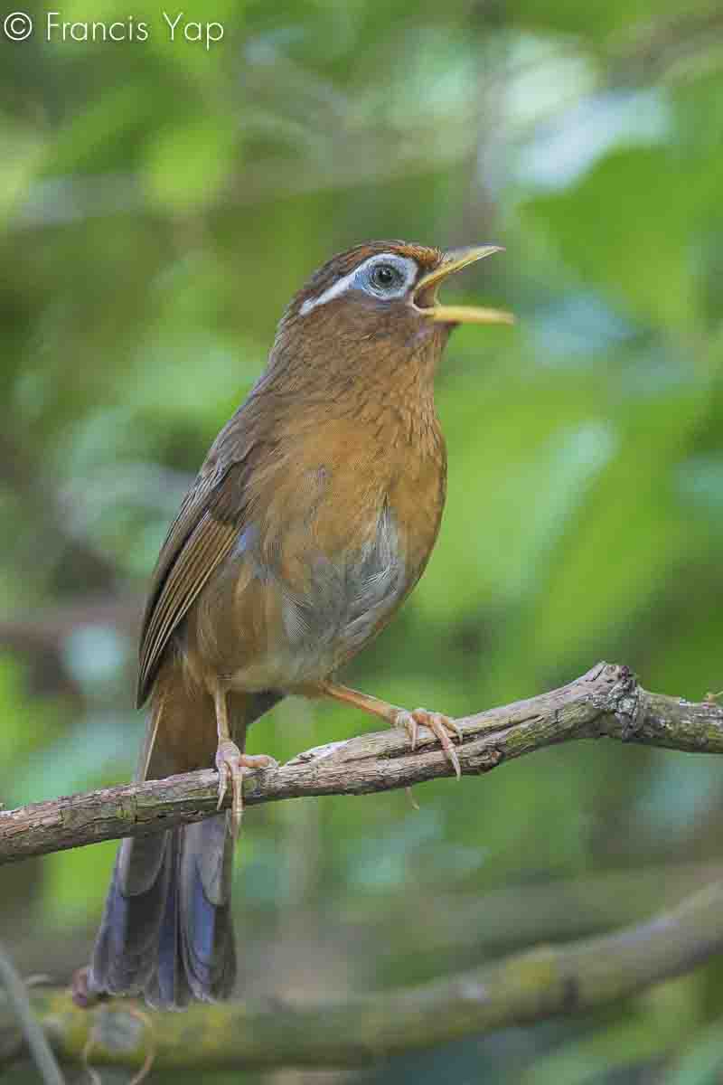 Garrulax canorus