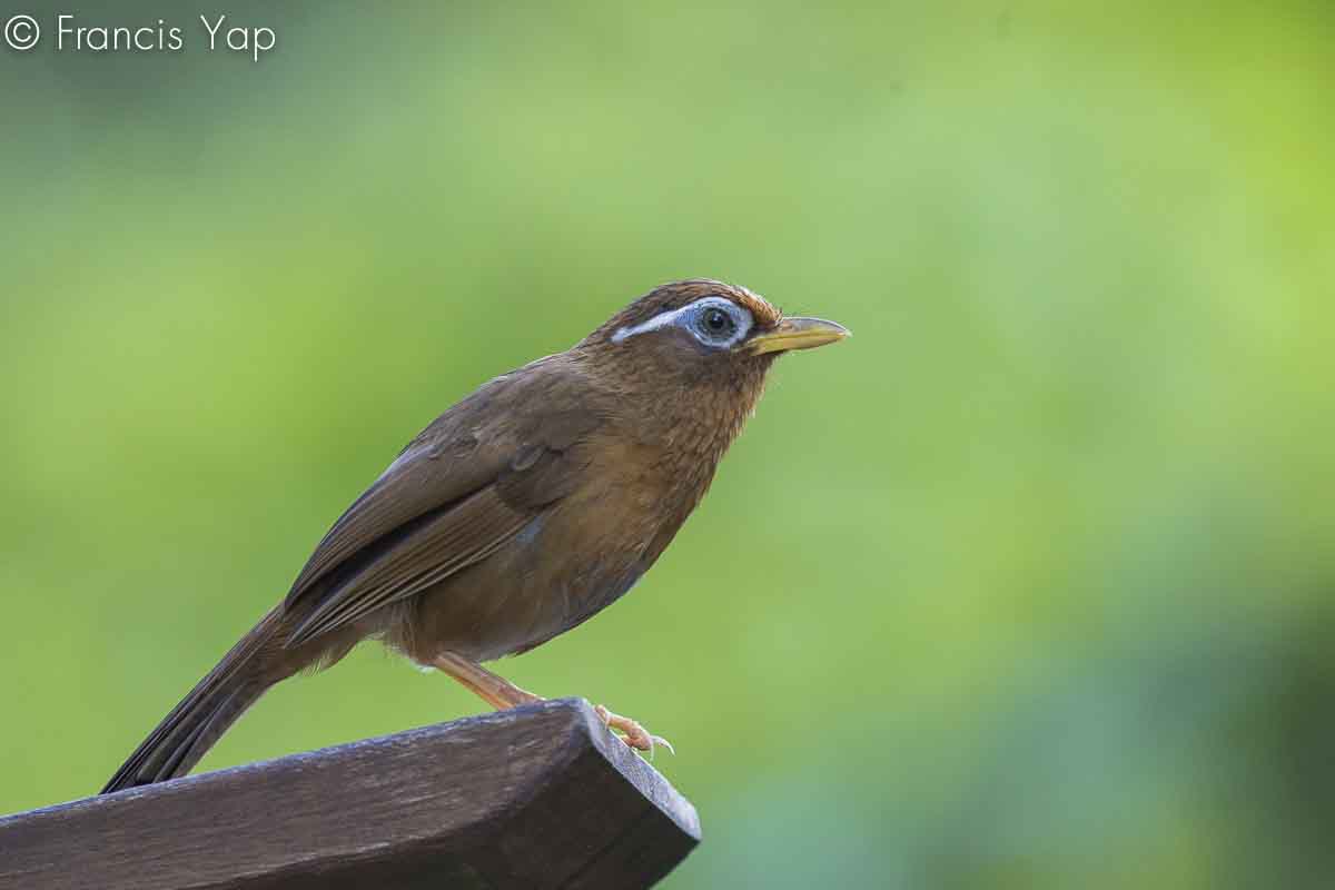 Garrulax canorus