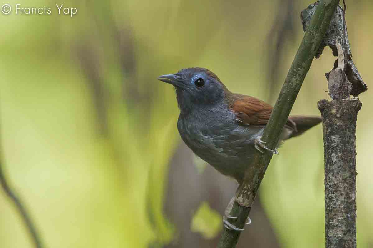 Stachyris erythroptera