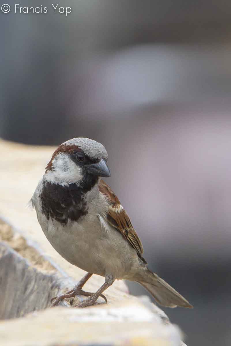 Passer domesticus