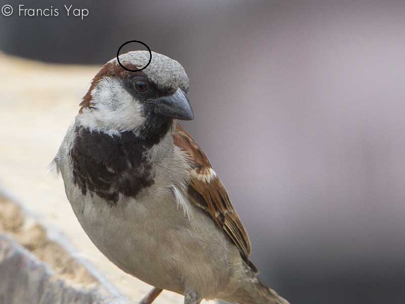 Passer domesticus