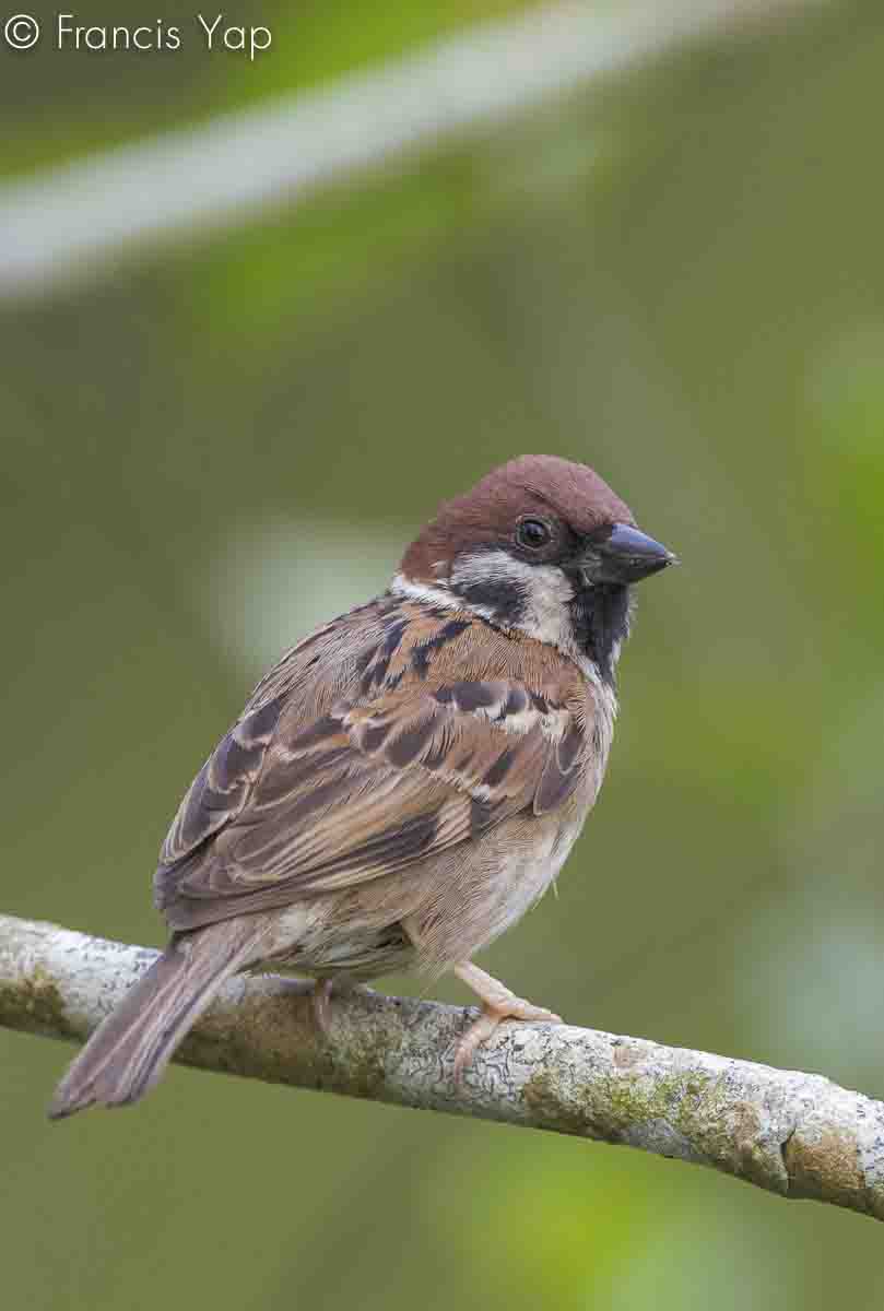 Passer montanus