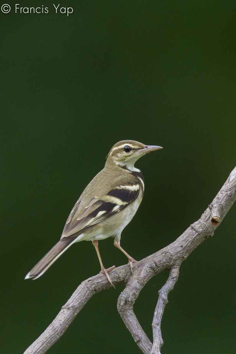 Dendronanthus indicus