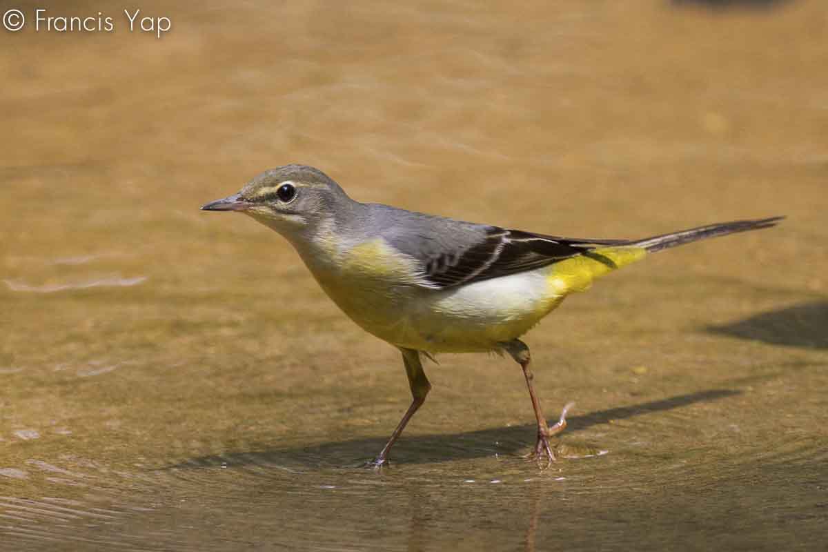 Motacilla cinerea