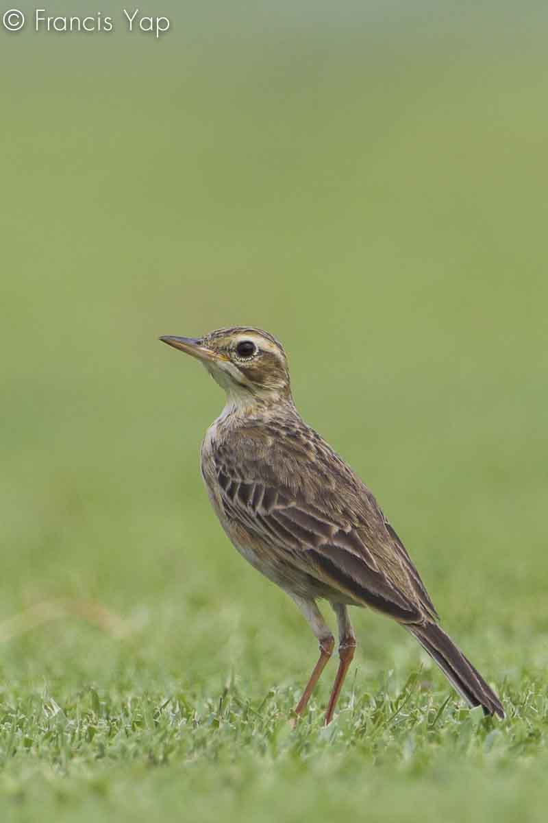 Anthus rufulus