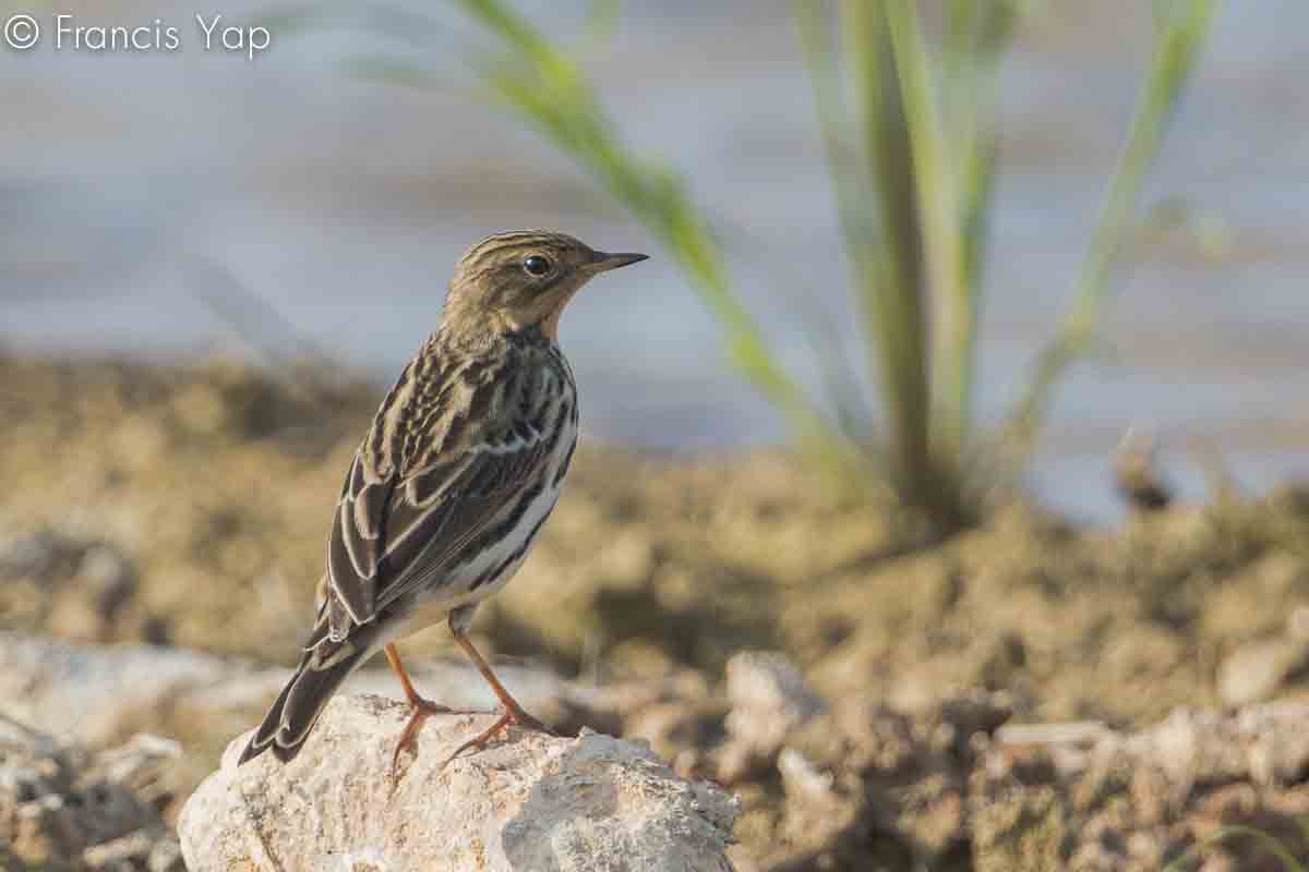 Anthus cervinus