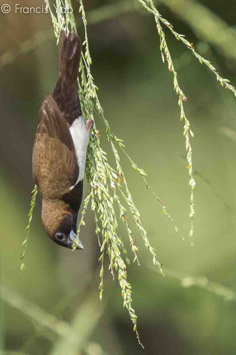 Lonchura leucogastroides