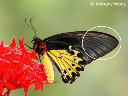 Troides helena cerberus