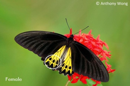 Troides helena cerberus