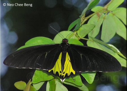 Troides helena cerberus