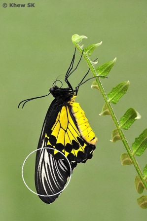 Troides amphyrysus ruficollis