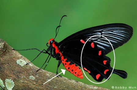 Pachliopta aristolochiae asteris