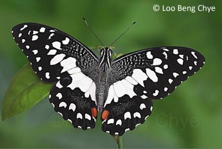 Papilio demoleus malayanus