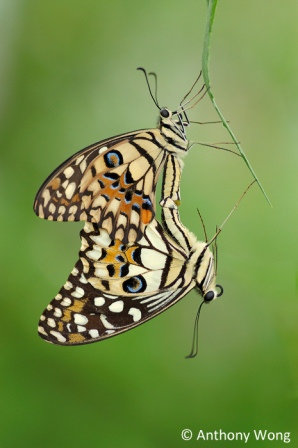 Papilio demoleus malayanus