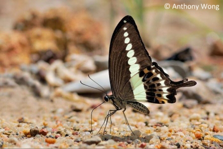 Papilio demolion demolion