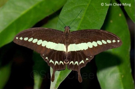 Papilio demolion demolion