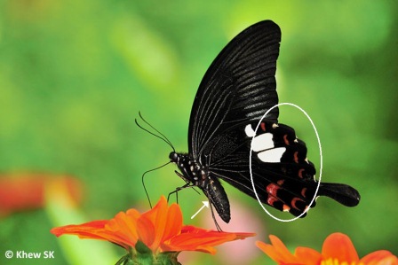 Papilio helenus helenus