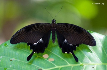 Papilio iswara iswara