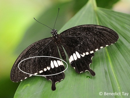 Papilio polytes romulus