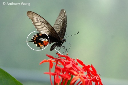 Papilio polytes romulus