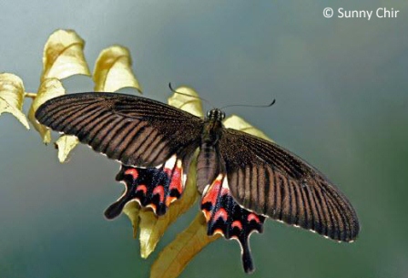 Papilio polytes romulus