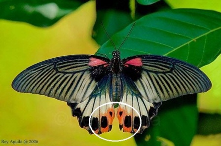 Papilio memnon agenor