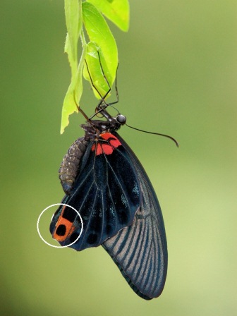 Papilio memnon agenor