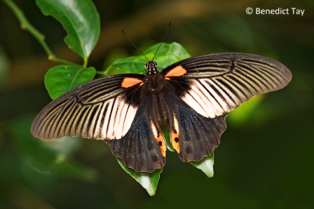 Papilio memnon agenor