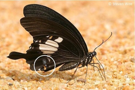 Papilio prexaspes prexaspes