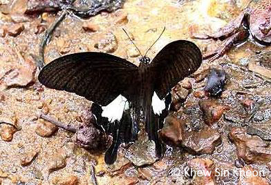 Papilio prexaspes prexaspes