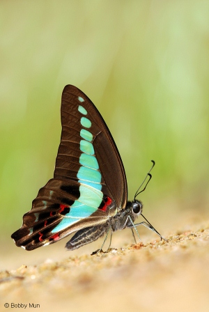 Graphium sarpedon luctatius