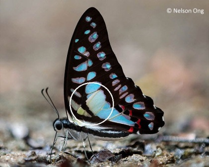 Graphium evemon eventus 