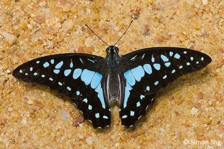 Graphium evemon eventus 