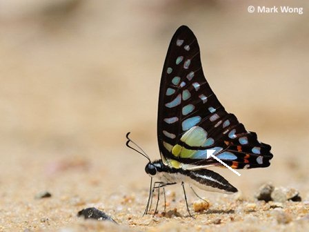 Graphium bathycles bathycloides