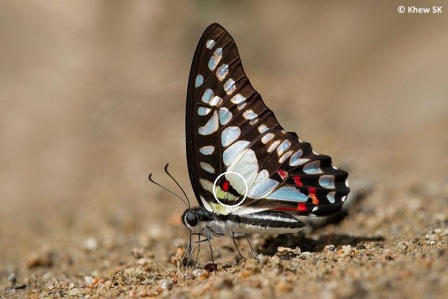 Graphium euryplus mecisteus