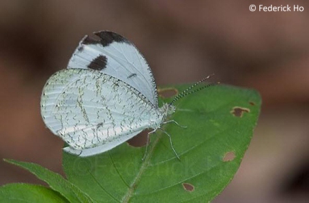 Leptosia nina malayana