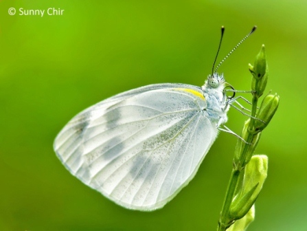 Pieris canidia canidia