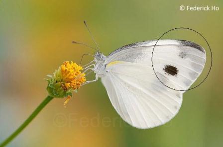 Pieris canidia canidia