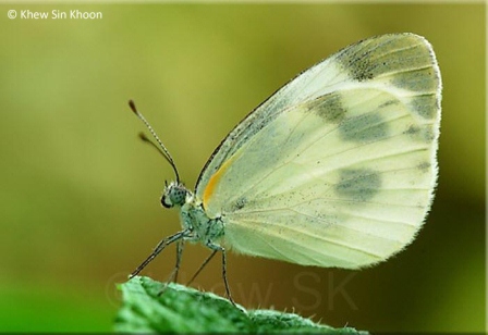 Pieris canidia canidia