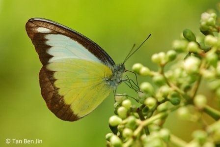 Appias lyncida vasava