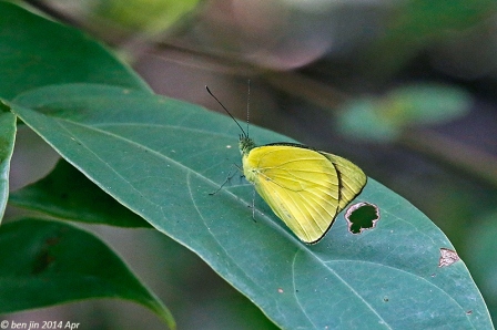 Saletara liberia distanti