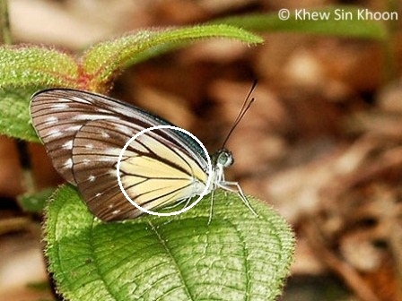 Pareronia valeria lutescens