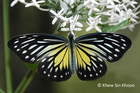 Pareronia valeria lutescens