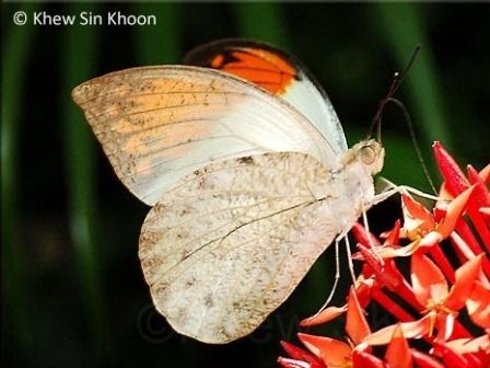 Hebomoia glaucippe aturia