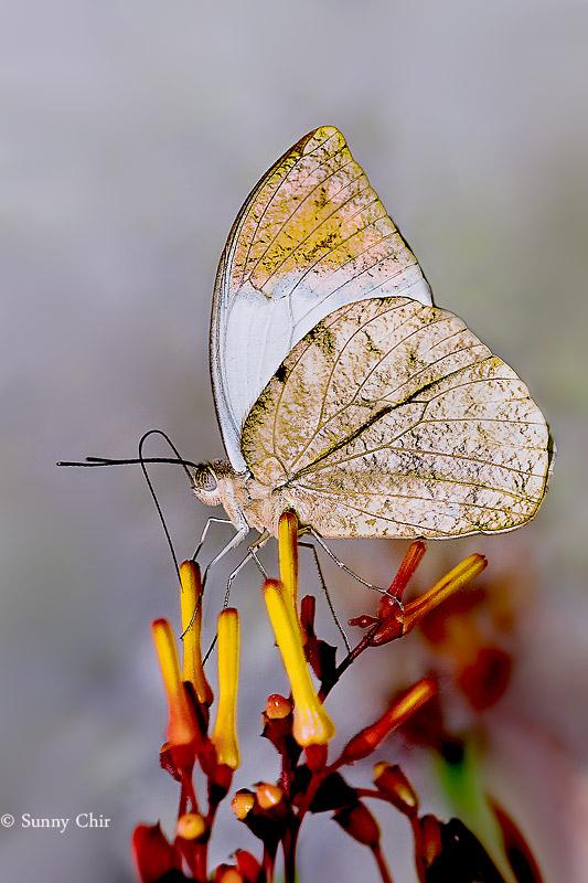 Hebomoia glaucippe aturia