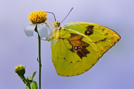 Catopsilia pomona pomona