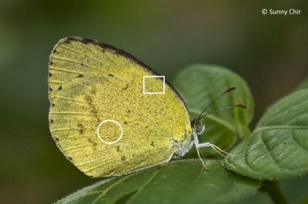 Eurema brigitta senna