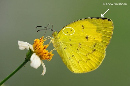 Eurema hecabe contubernalis