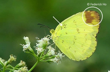 Eurema simulatrix tecmessa