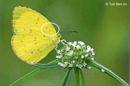 Eurema blanda snelleni